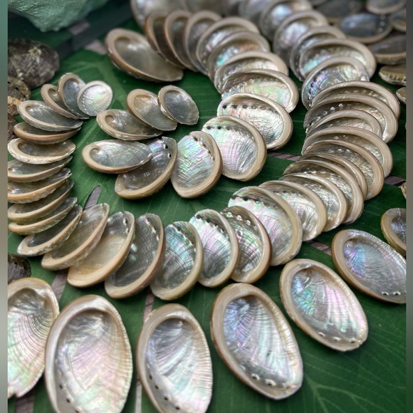 15 GREEN ABALONE SEASHELLS MIXED LOT CRAFTING DIY SUPPLIES COASTAL BEACH DECOR - Picture 5 of 16